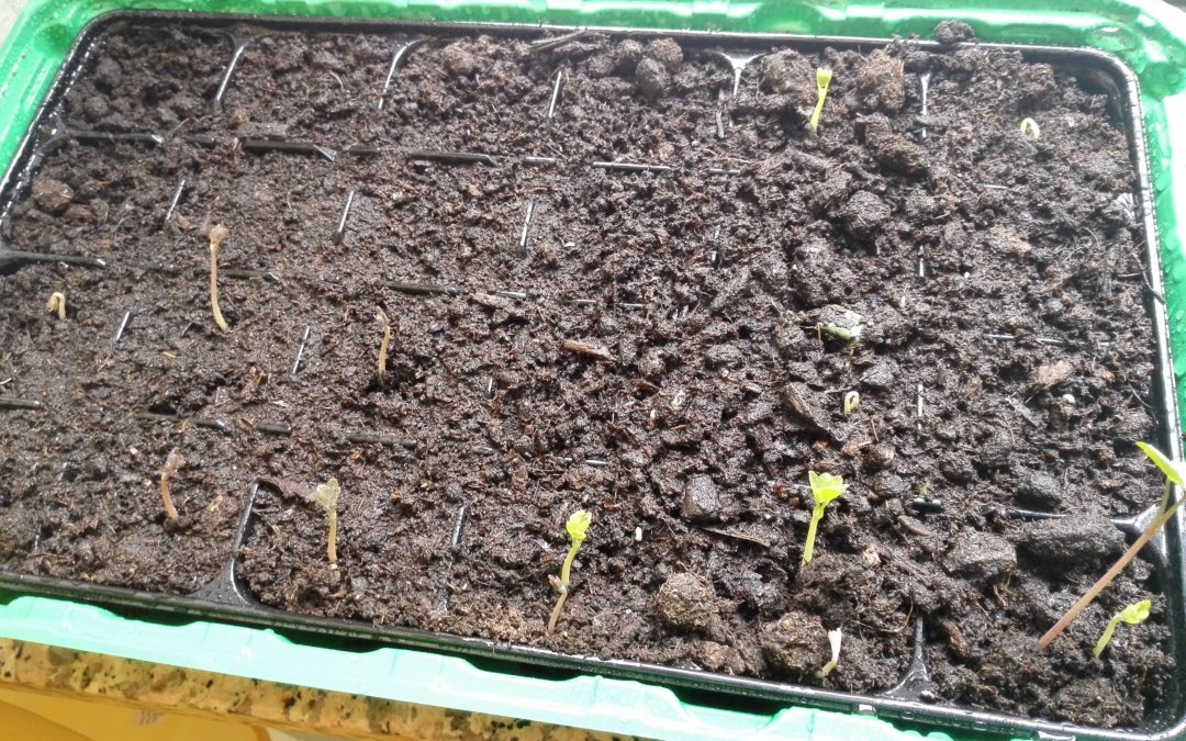 Attività di Giardinaggio
